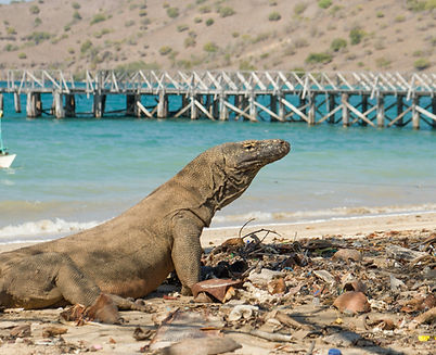 Komodo dragon walking through dry savannah on Komodo Island