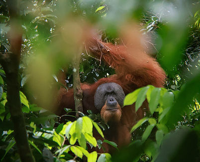 Wild orangutan in Bukit Lawang, North Sumatra – popular ecotourism destination for jungle trekking and wildlife spotting in Indonesia