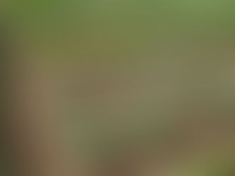 «Сади Перемоги»