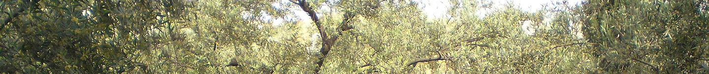 Olive trees