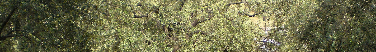 Olive trees