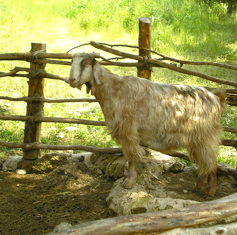 Sheep from Israel