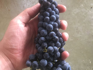 Diari de Verema VI - Merlot