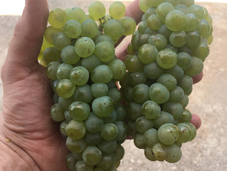 Diari de Verema I - Chardonnay