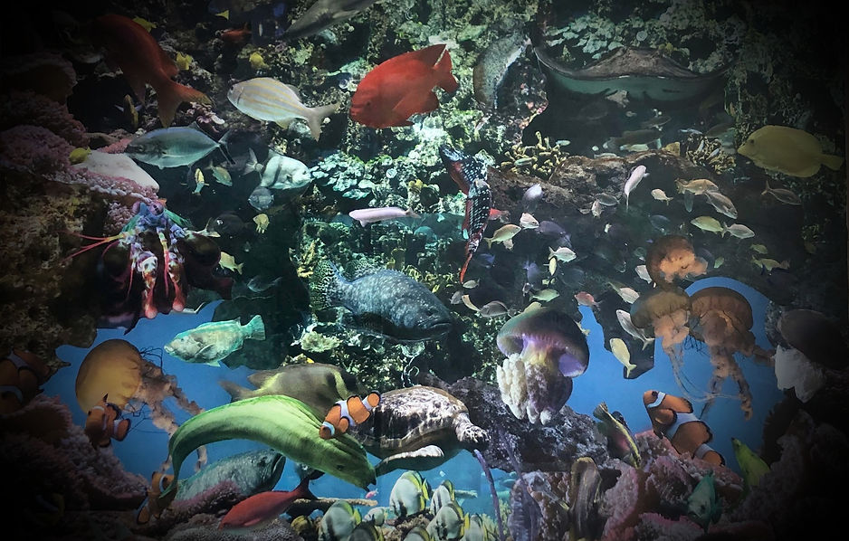 MD Acquarium_edited_edited.jpg