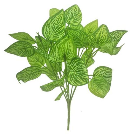 Thumbnail: Fittonia Bush