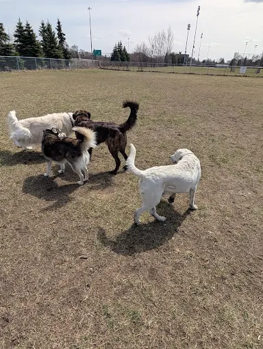 The Aud dog park dogs playing