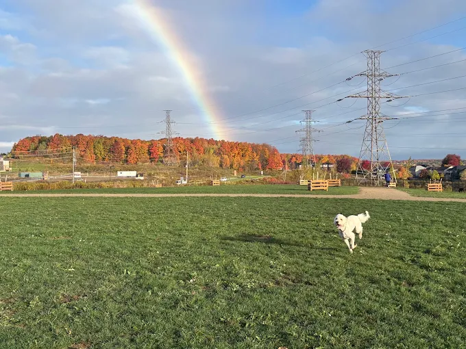 Copper park dog running
