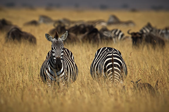 zebras-in-the-foreground-a-confusion-of-wildebees-2026-01-07-23-03-40-utc.jpg
