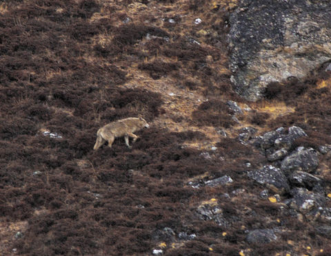 The Himalayan Wolf