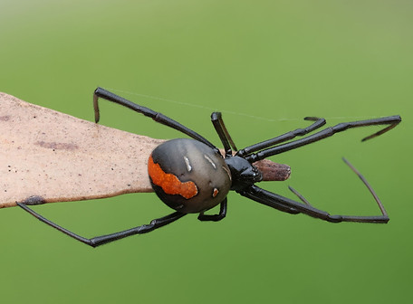 redback spider.jpeg