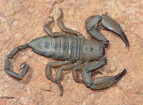 flat rock scorpian.webp