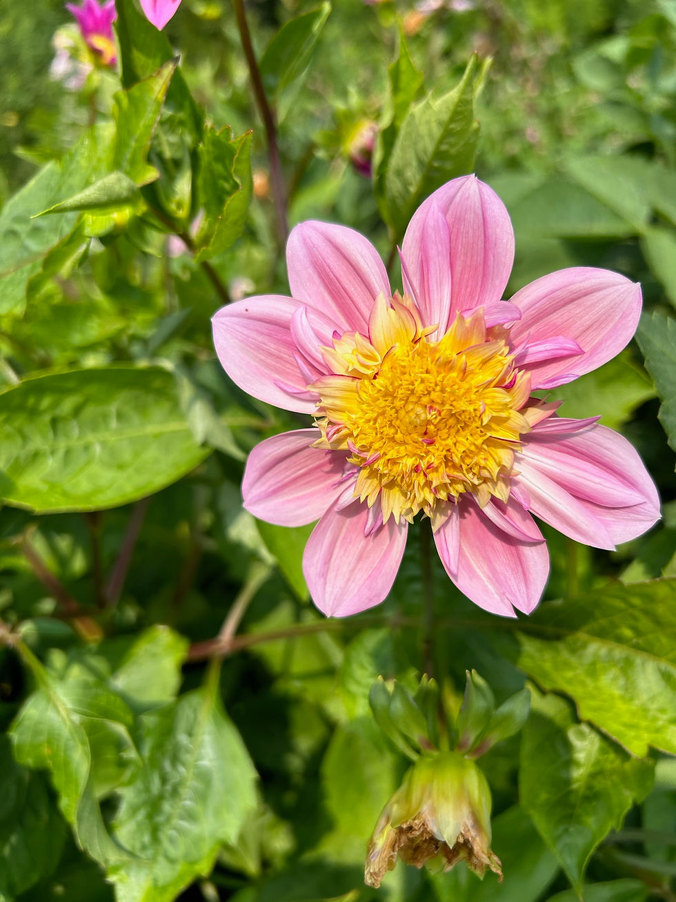 Thumbnail: Dahlia seeds