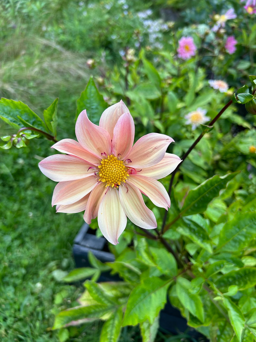 Thumbnail: Dahlia seeds