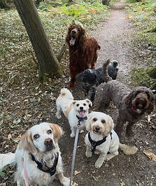 Group walk with Paws & Hooves in Crawley