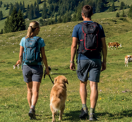Der Salzburger Bauernbund informiert mit seinem neuen Folder über das richtige Verhalten auf Almen. Damit sollen schwere Unfälle in Zukunft vermieden werden. Foto: KI