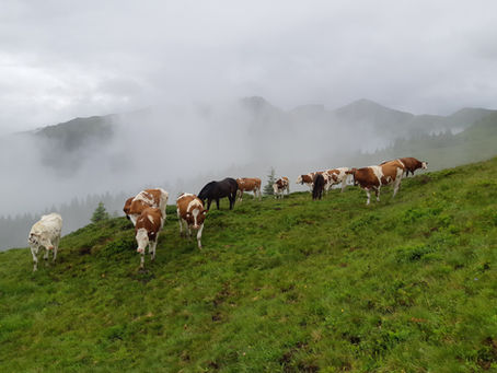 Moosbrugger fordert weitere Stärkung von Almauftrieb und Behirtung