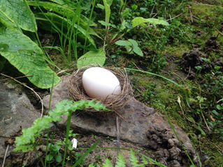 L’œuf est dans le nid... Je répète... The egg is in the nest