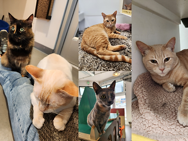 Cat Town Oakland collage