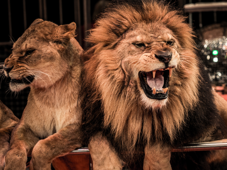 BOURGES INTERDIT LES CIRQUES AVEC ANIMAUX SAUVAGES