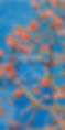 Branche fleurs rouges fond bleu