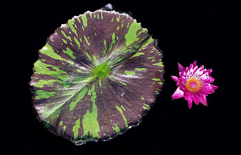 flower on water