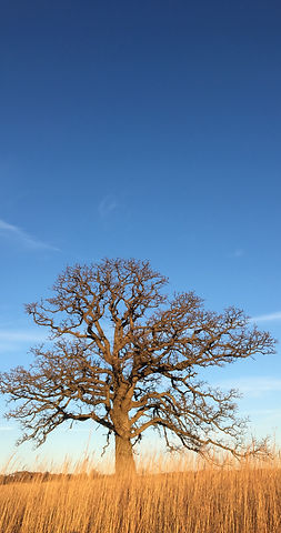 tree in jungle