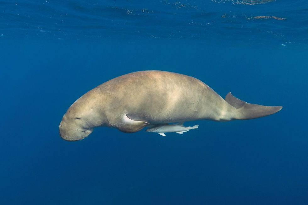 dugong