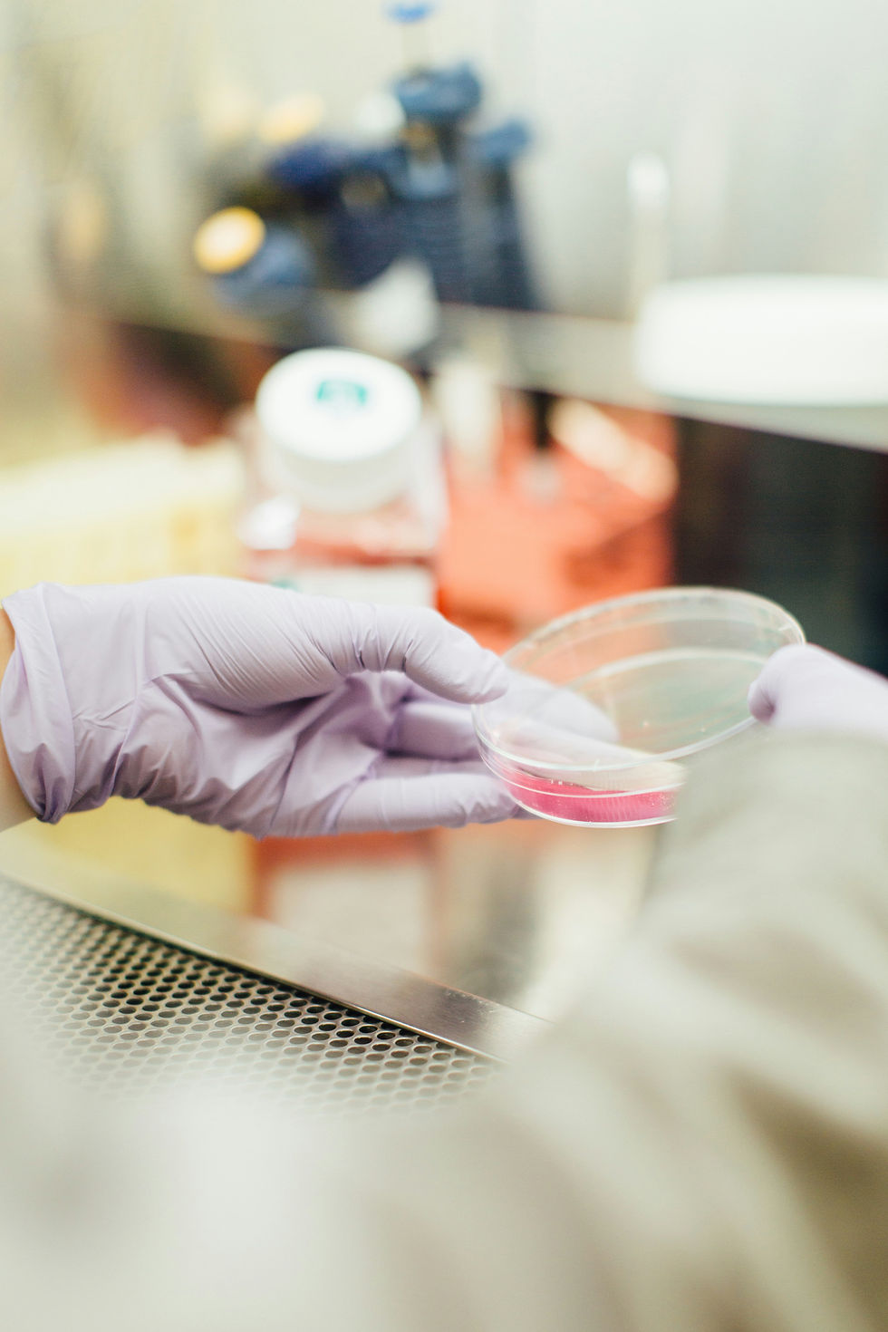 Gloved hands holding a petri dish in a laboratory setting.