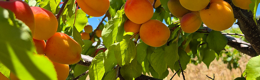 apricots