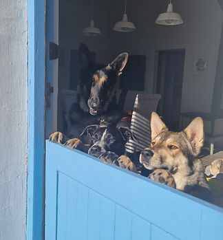 dogs over door