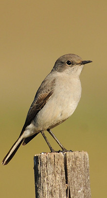 little bird