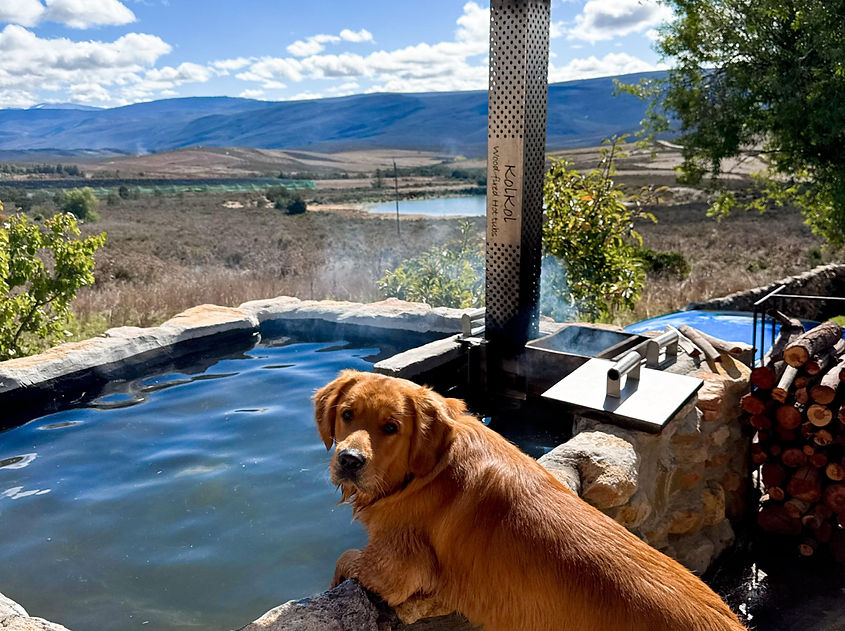 dog at hottub