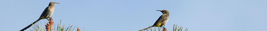 Sugarbird