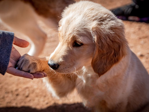 Fun Puppy Portraits – 3 Surprising Reasons to Get Pictures NOW!