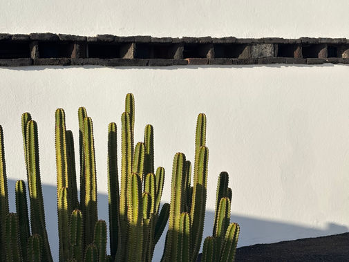 Kakteen auf Lanzarote