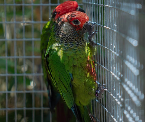 Roseifrons Conure