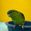 Thumbnail: Lineolated Parakeet (Dark Green)