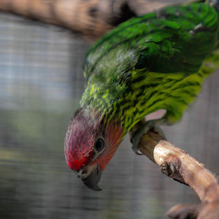 Goldies lorikeet