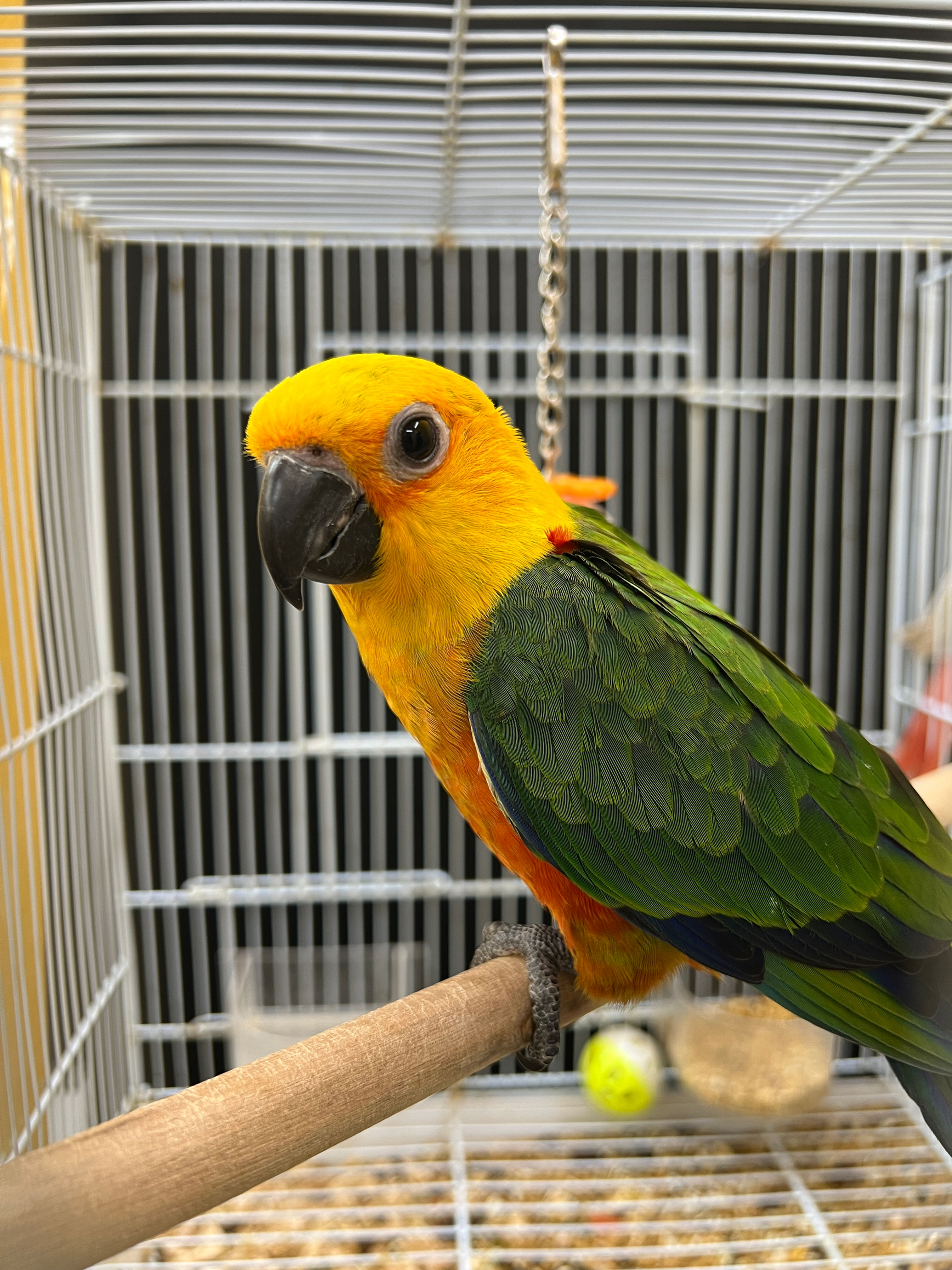 Jenday Conure