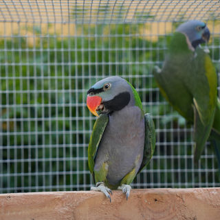 male derbyan parakeet