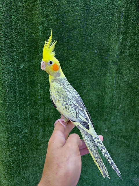 Yellow Pied Cockatiel Cockatiel (Pearl Pied) OddBirds Aviary