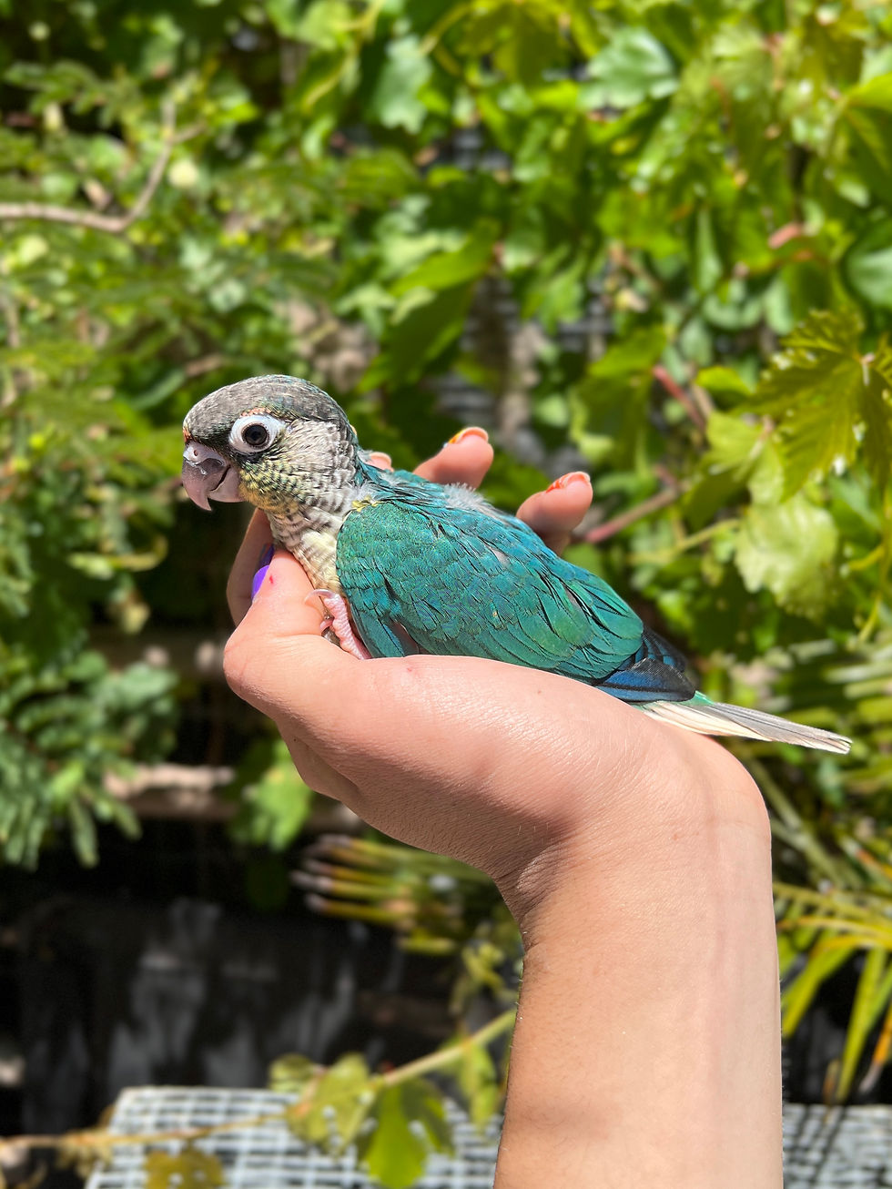 Thumbnail: Green Cheek Conure (Turquoise Yellowsided)
