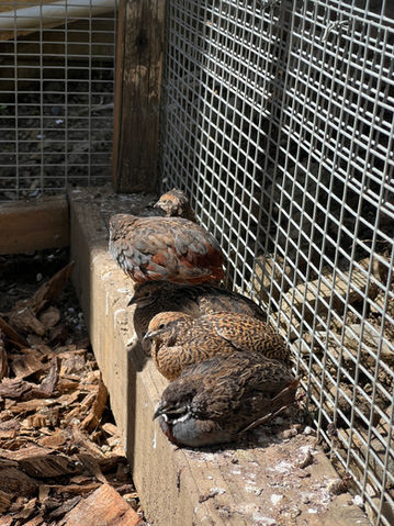 button king quail