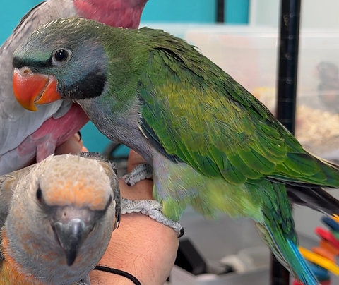 Derbyan Parakeet