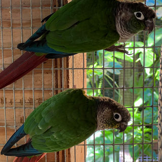 normal wild type green cheek conure pair