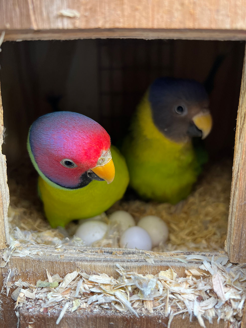 Thumbnail: Plumhead Parakeet