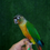 Thumbnail: Green Cheek Conure (Yellow-Sided)