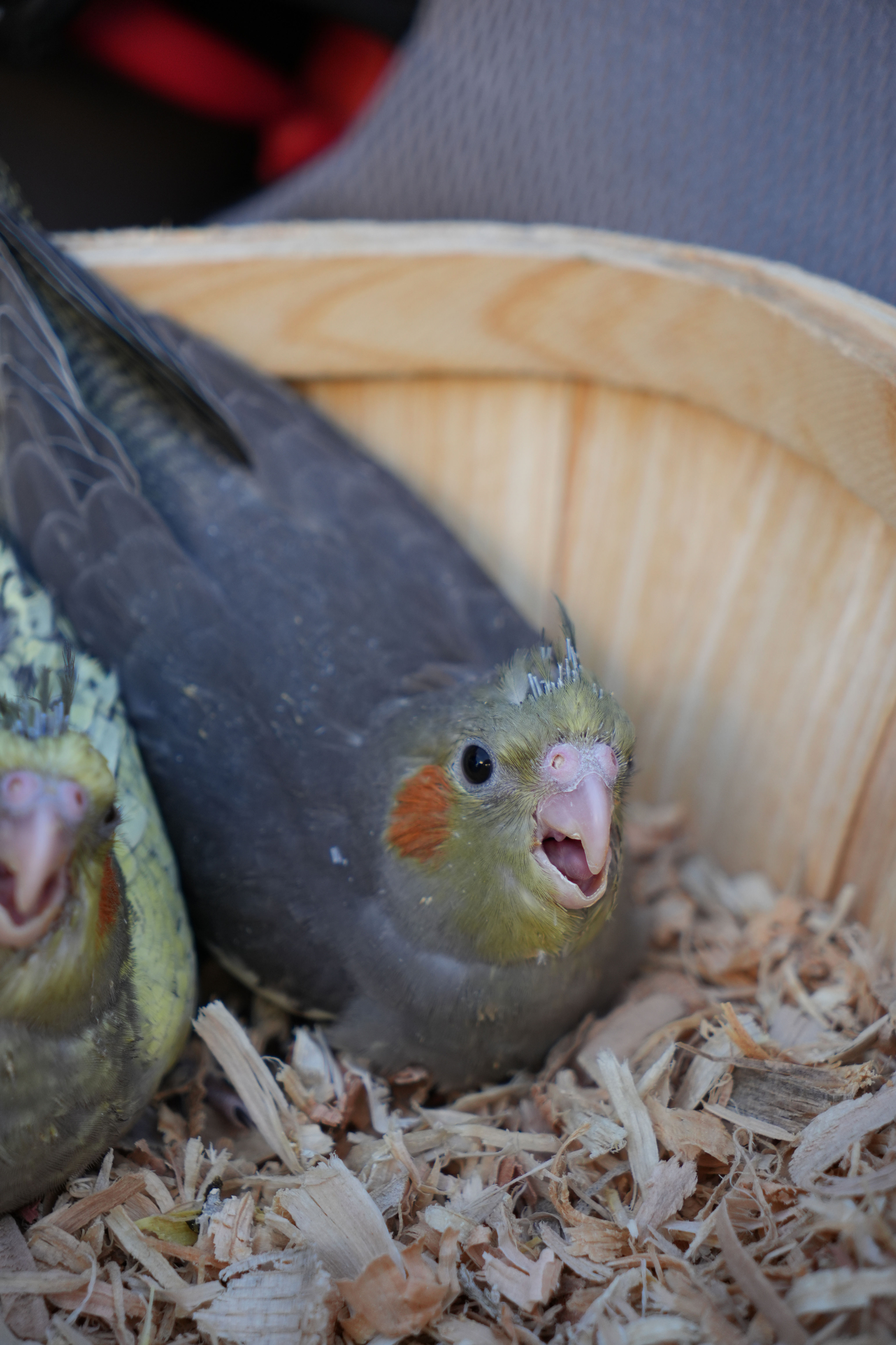 Cockatiel (Grey Wild-Type)