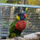 Thumbnail: Green Naped Lorikeet